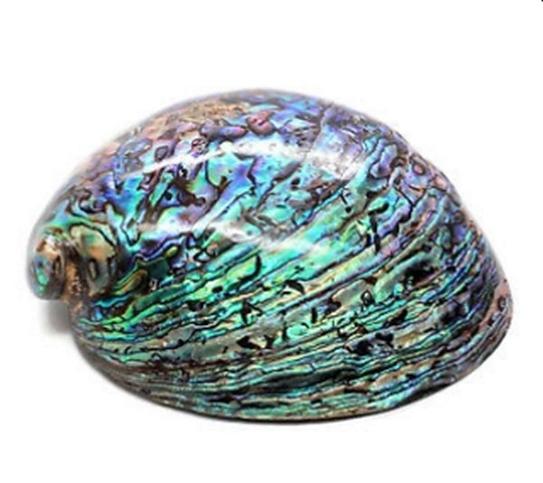 Frank Beltrame - italian stiletto -28 cm, abalone - lama baionetta - modello FB 28 /96B